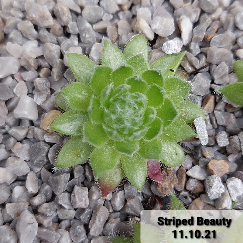 Striped Beauty