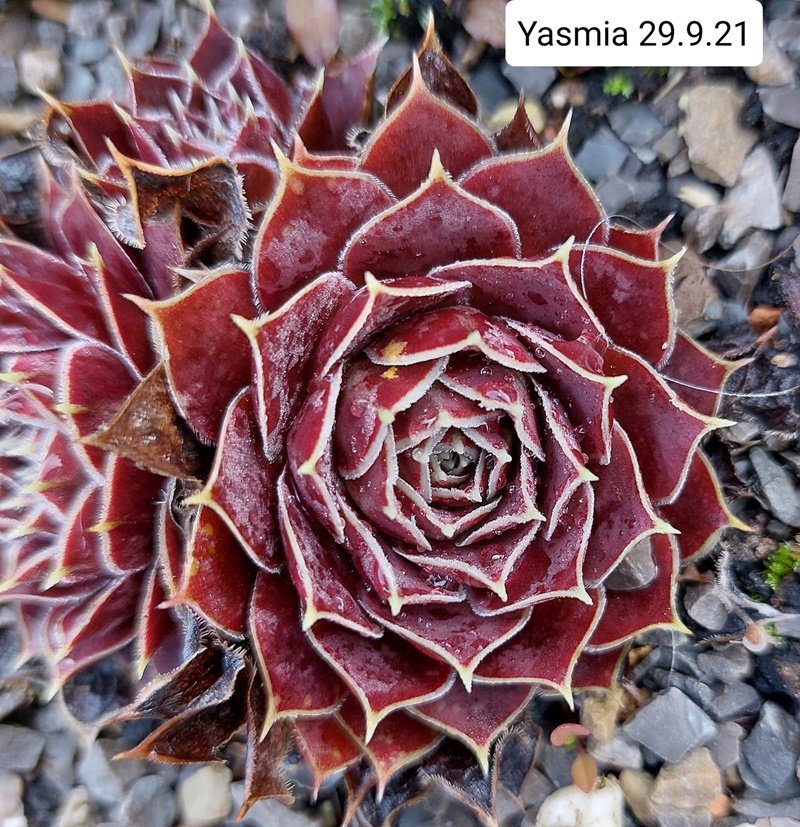 Yasmia / Jovi