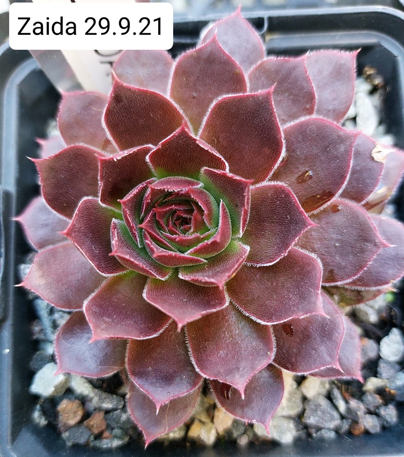 Zaida / Jovi