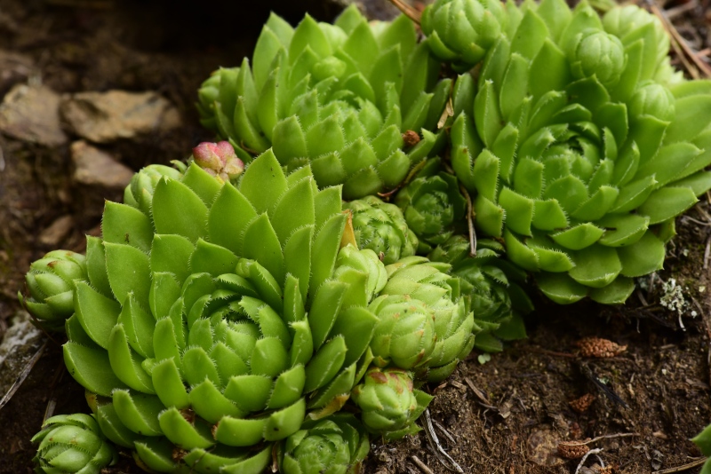 globiferum ssp. globiferum from Rejštejn