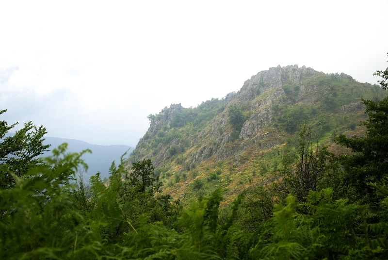 heuffelii from Veliki krš