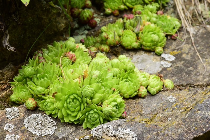 globiferum ssp. globiferum from Rejštejn