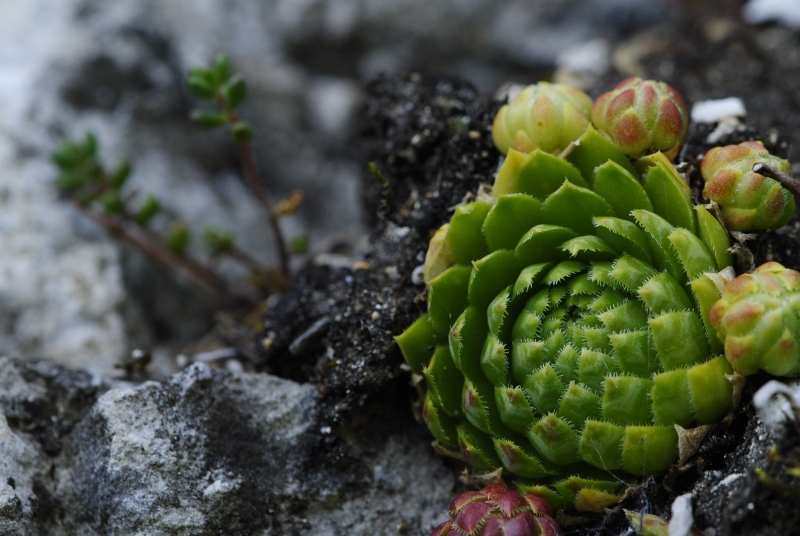 globiferum ssp. globiferum from Rabí, unter der Burgruine