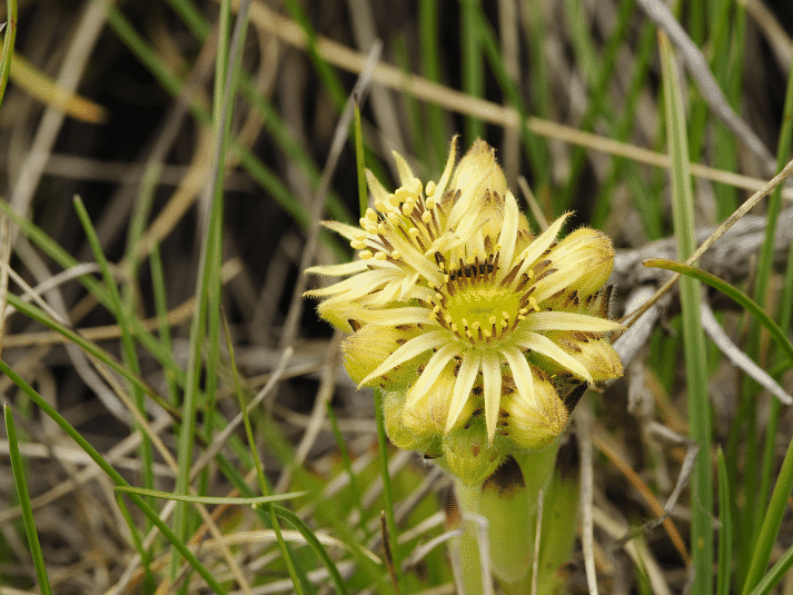 Reisebericht: Stiv, Gipfel 2