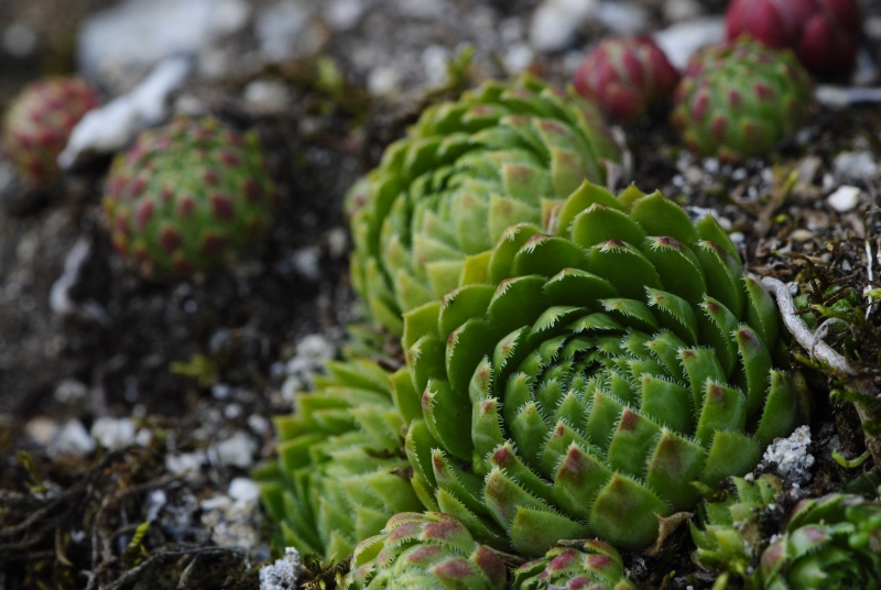 globiferum ssp. globiferum from Rabí, unter der Burgruine