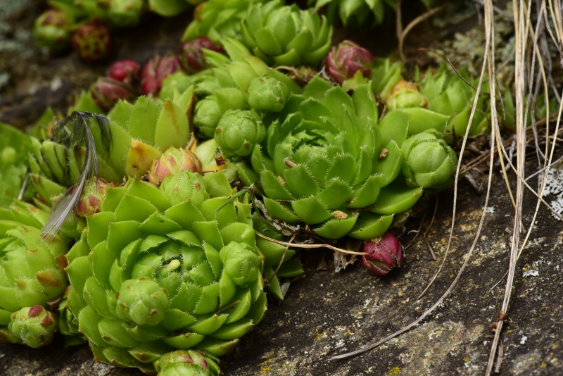 globiferum ssp. globiferum from Rejštejn