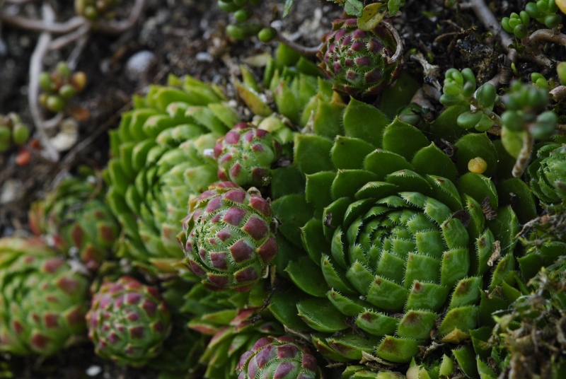 globiferum ssp. globiferum from Rabí, unter der Burgruine