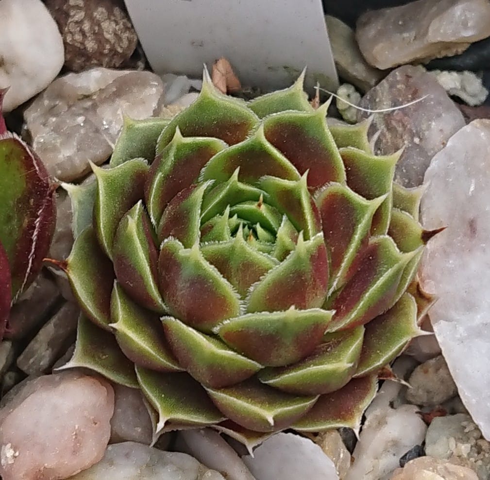 Giuseppi Spiny