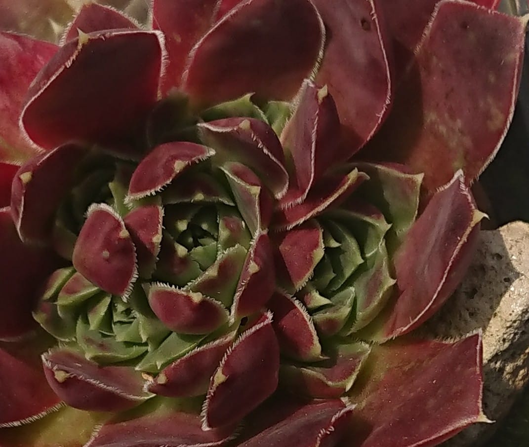 Green Excellency 