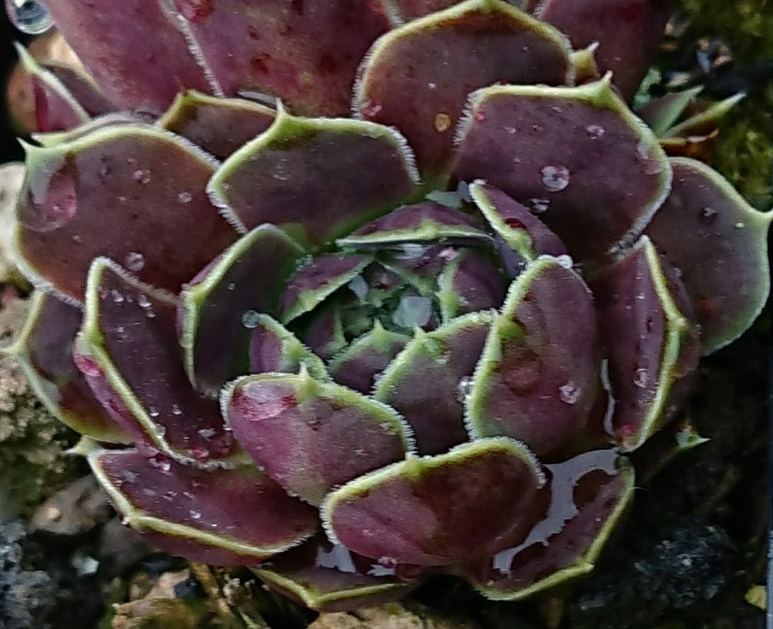Guletta