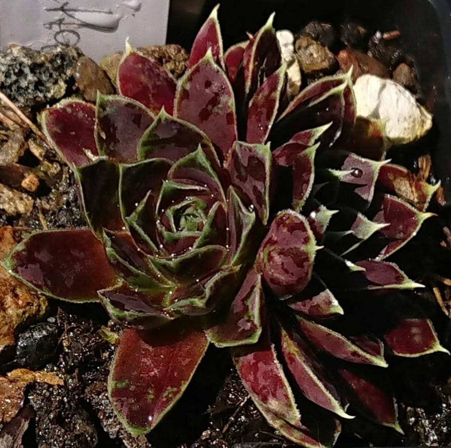 Guletta