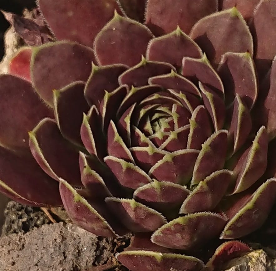 Guletta