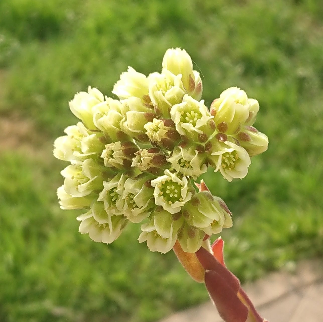Guletta