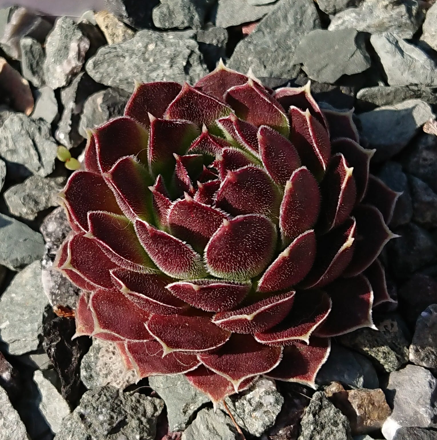 Heronia