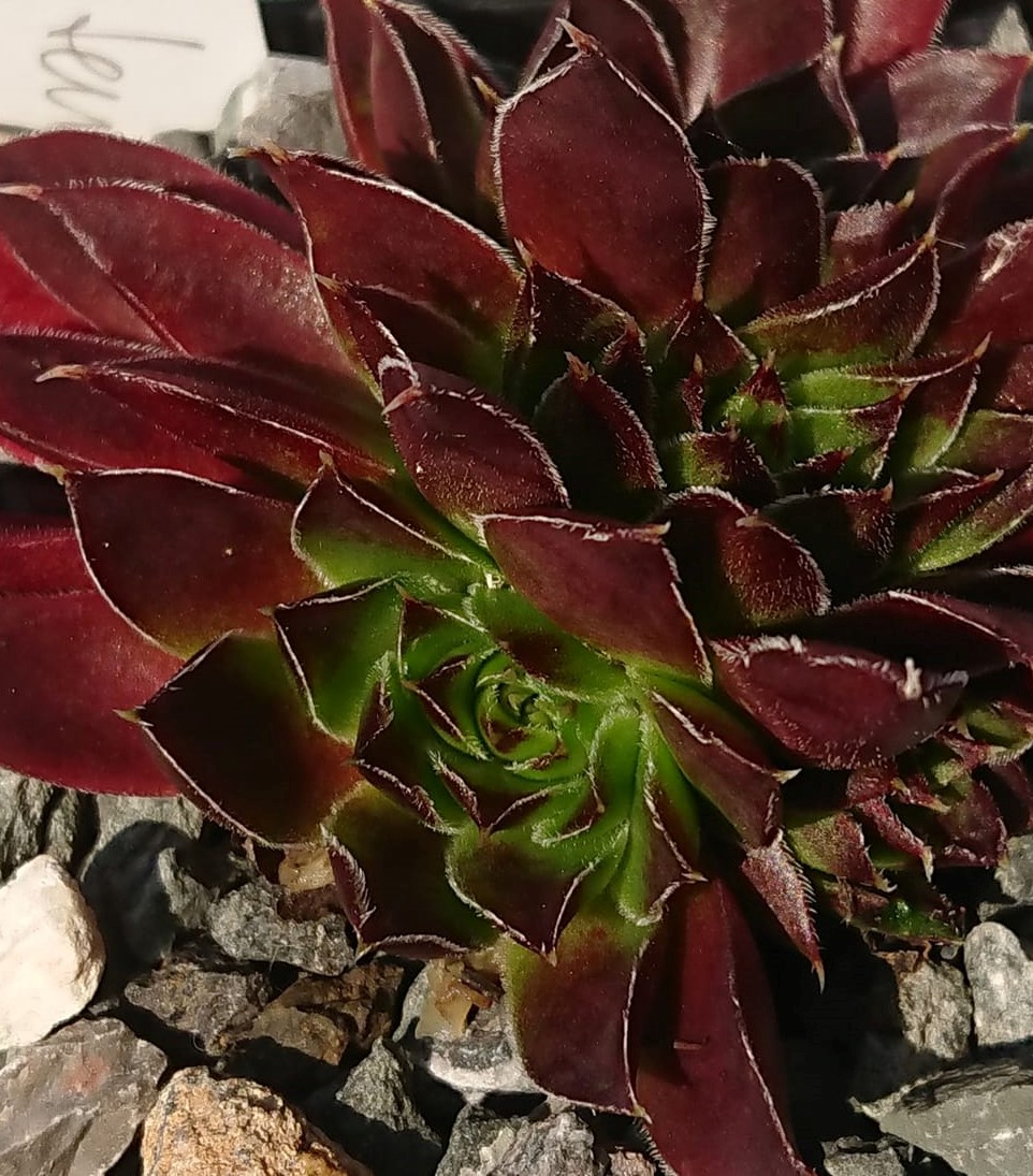 Hortensia