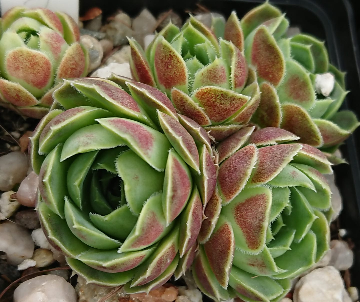 Hyacinth
