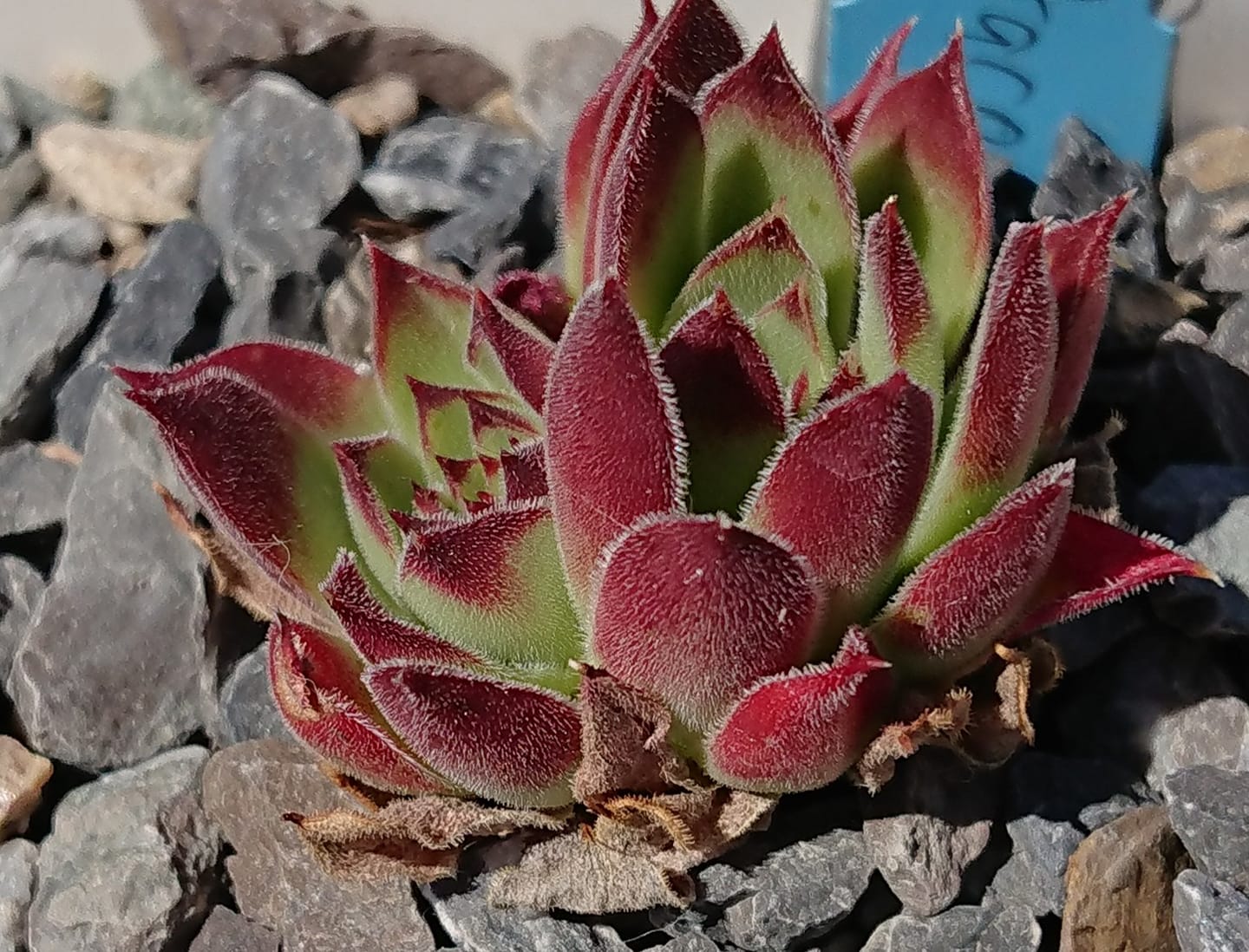 Jacomyno