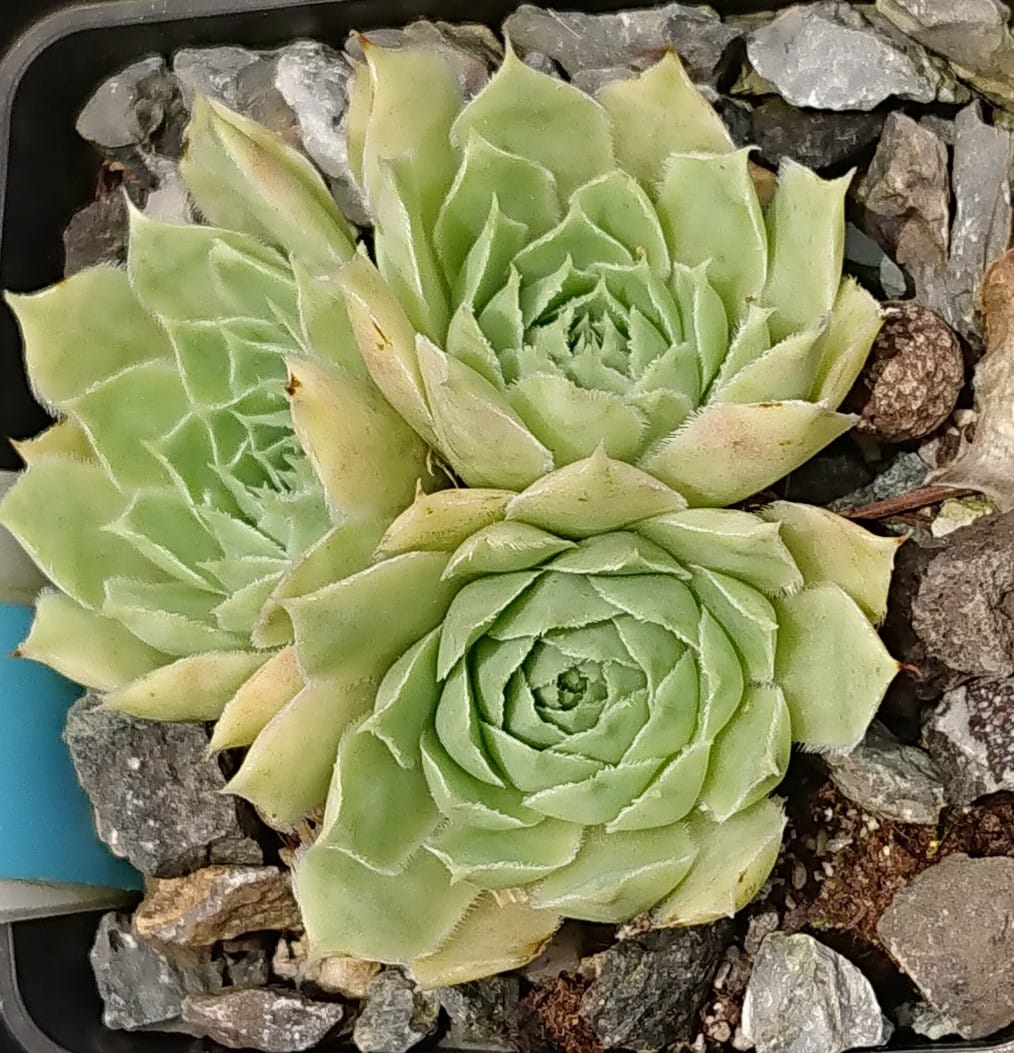 Jade