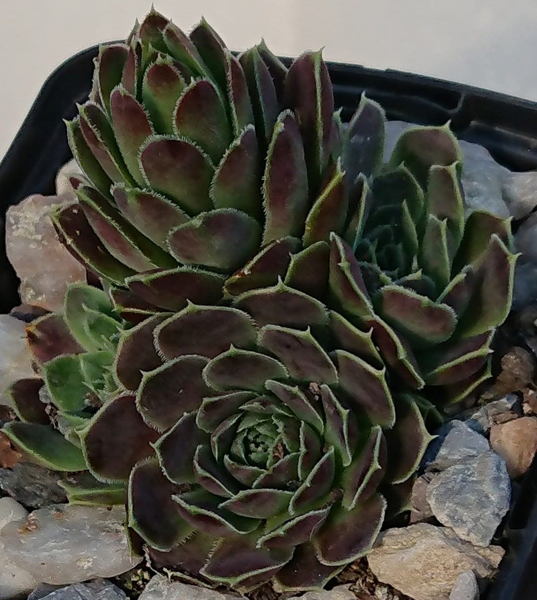Jolivet