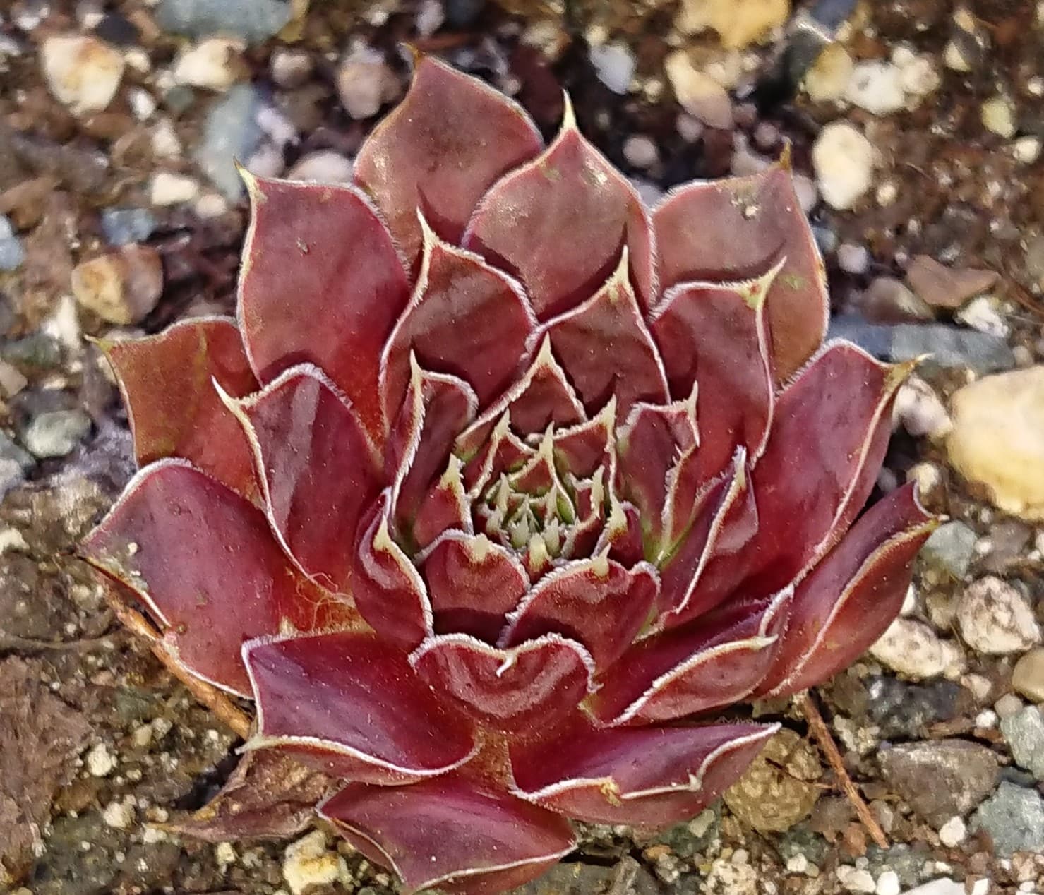 Kama