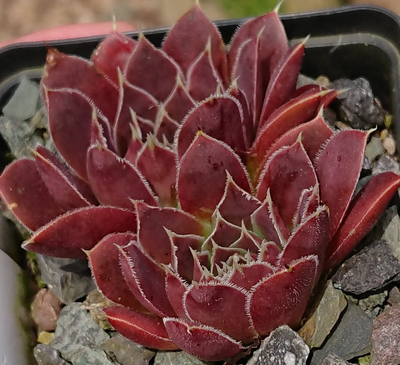 Kama