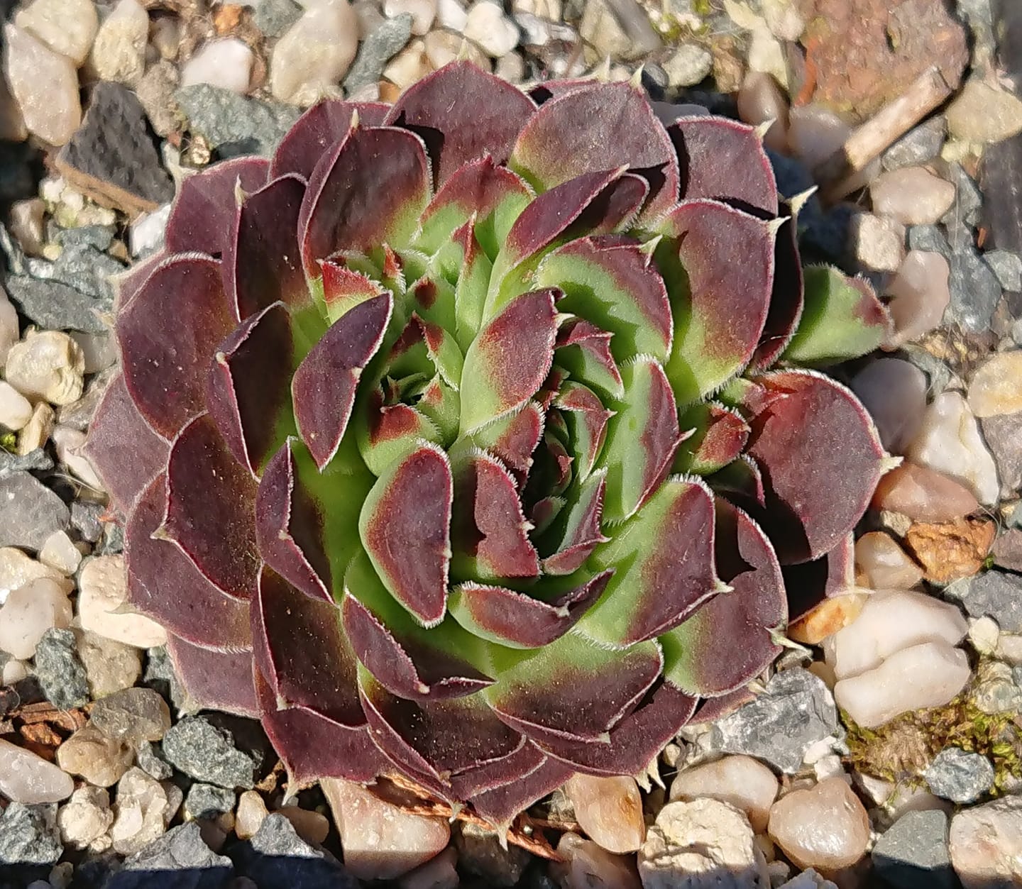 Kameleon