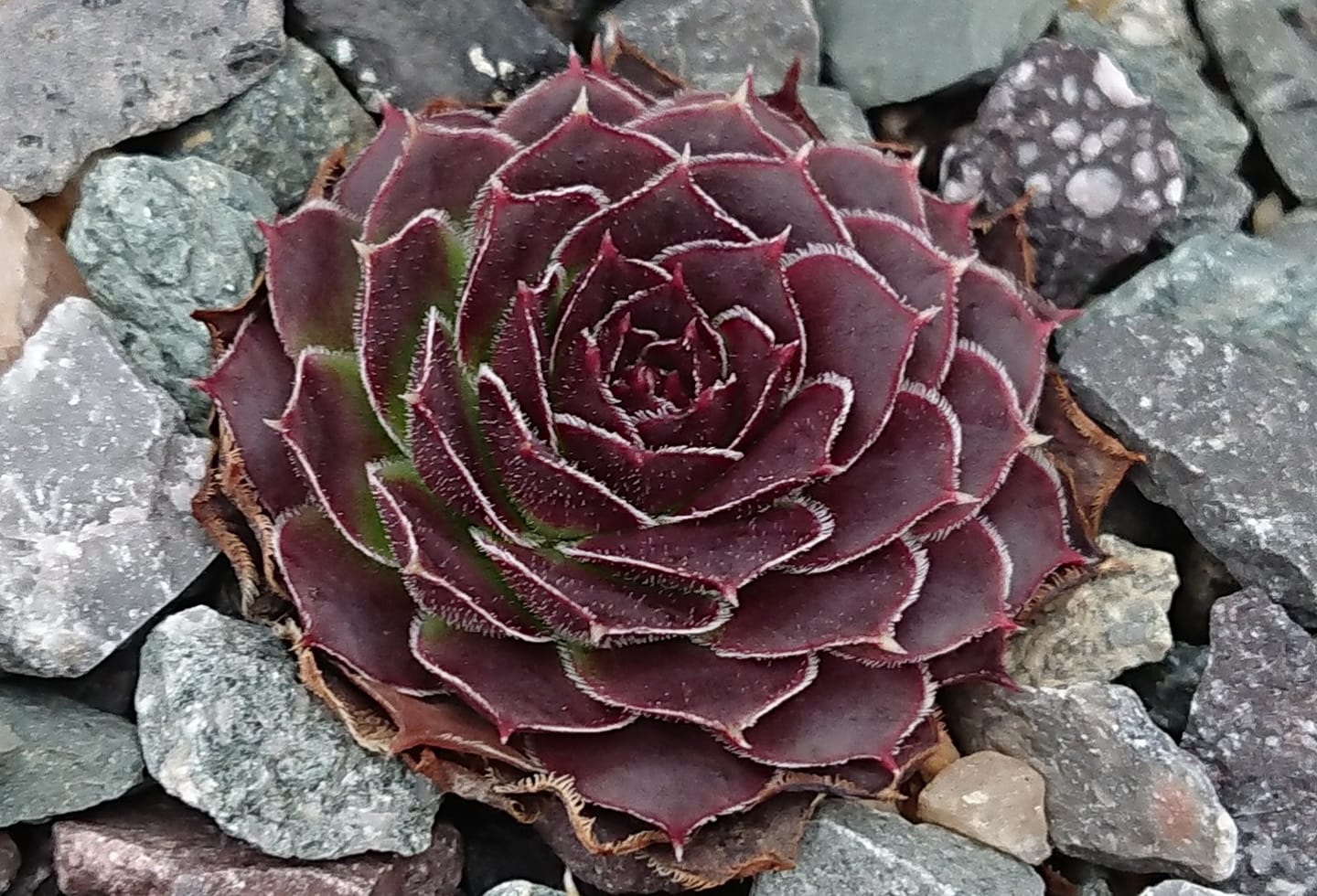 Korspel Krakeling
