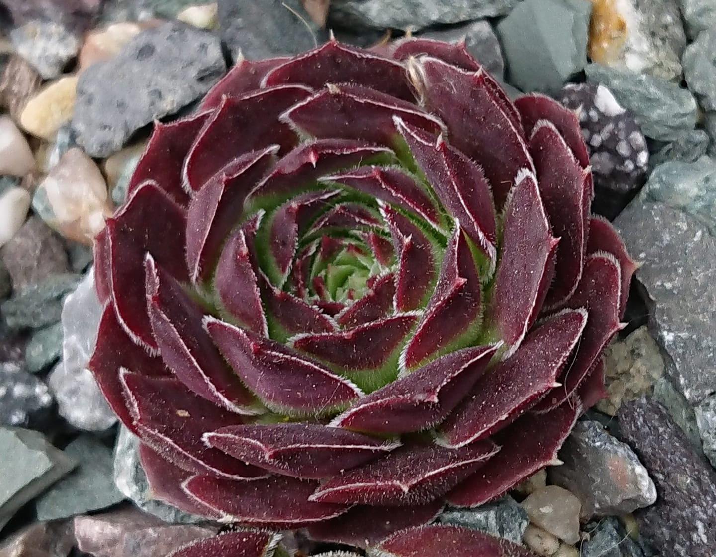 Korspel Krakeling