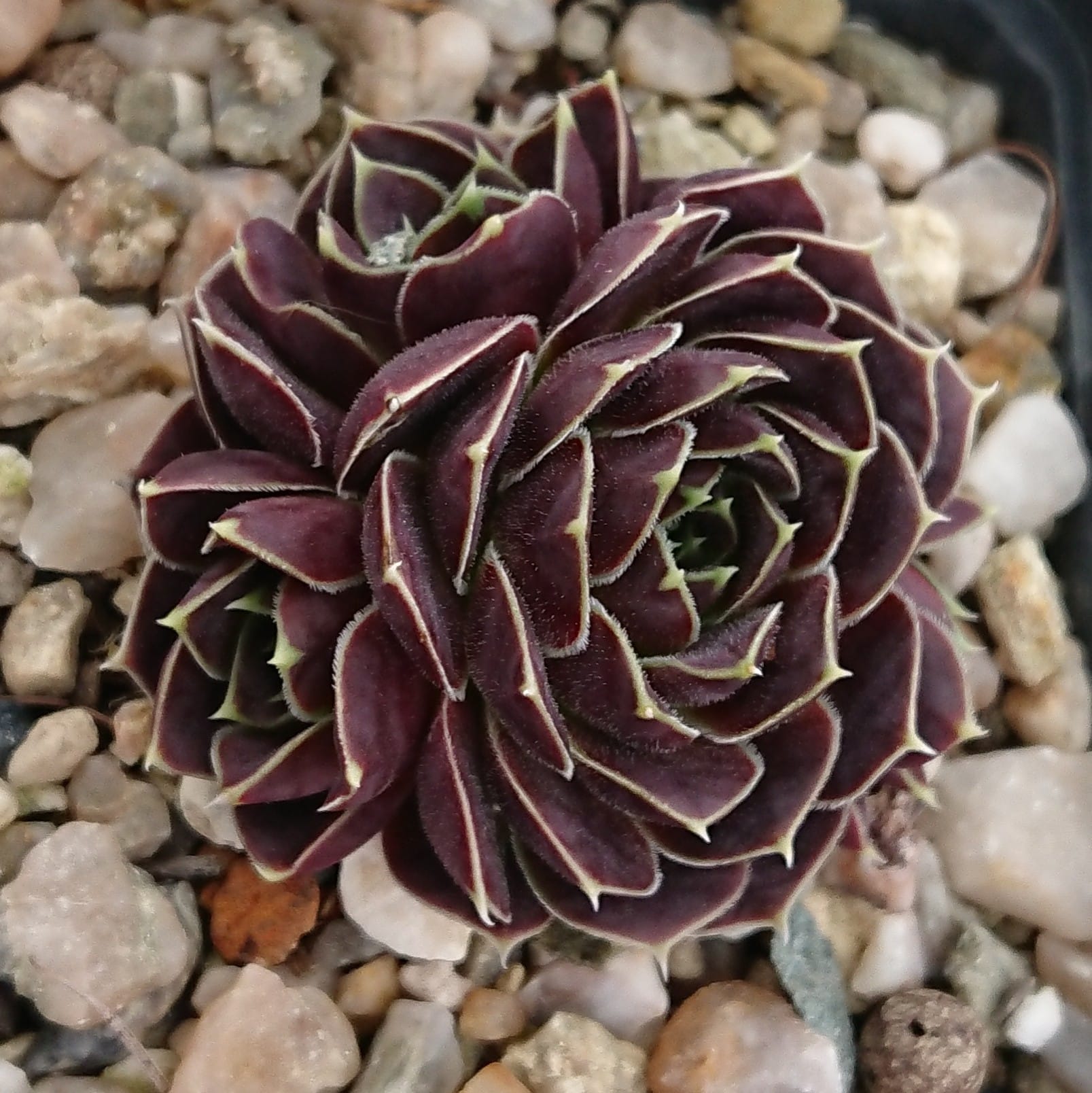 Korspel Red Luster