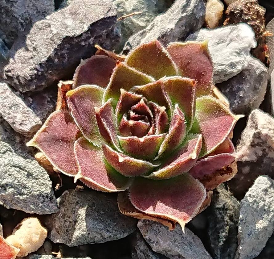 Korspel Red Rose