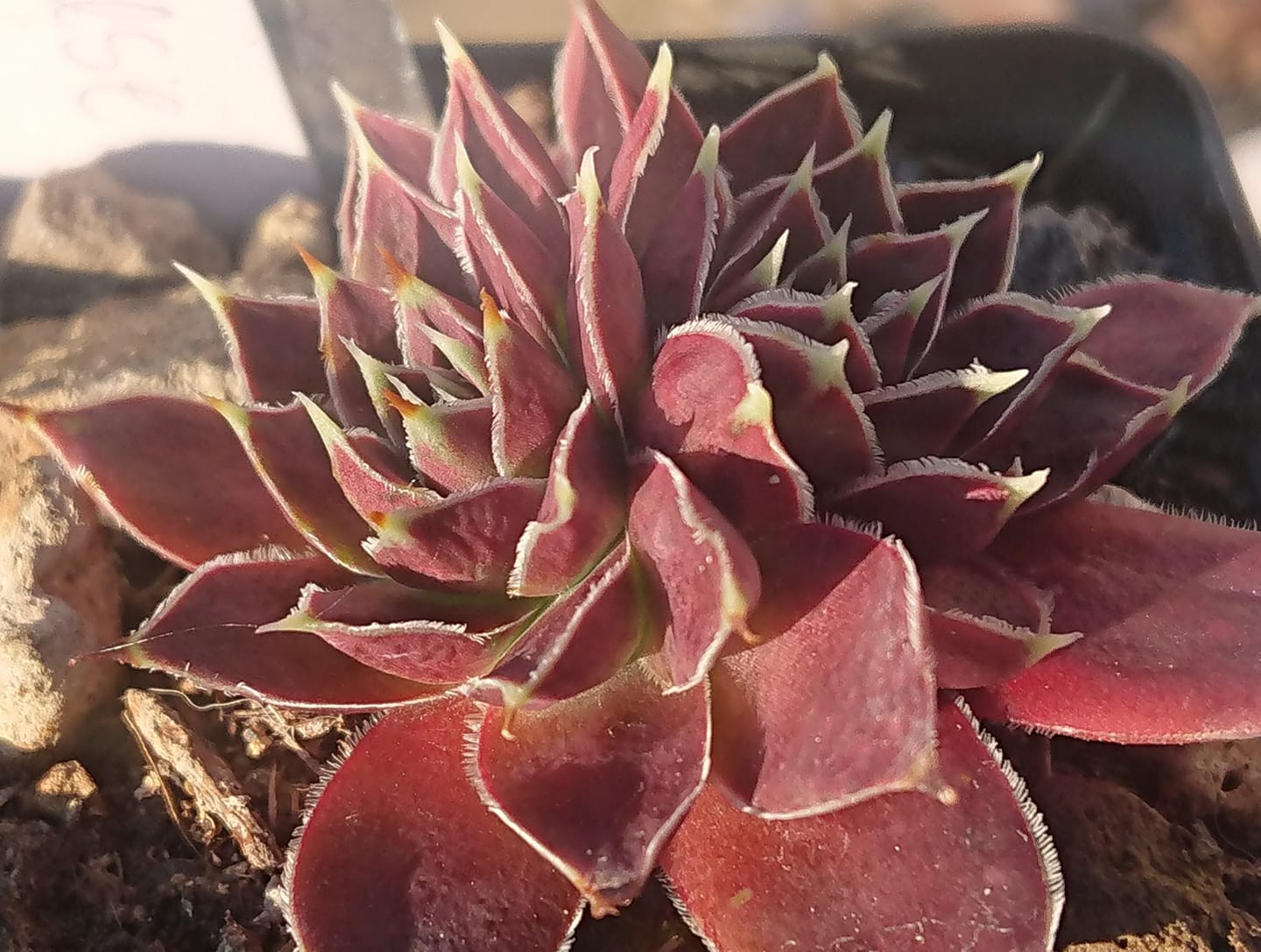Korspelse Fayola