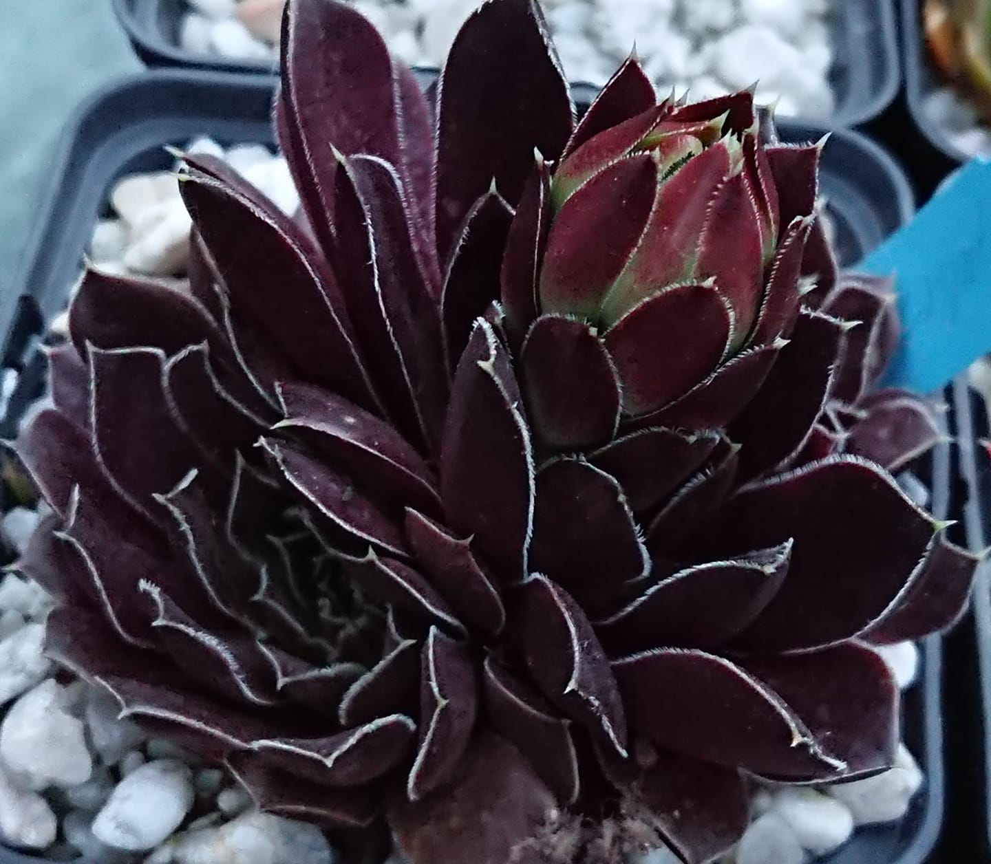 Korspelse Floteal 