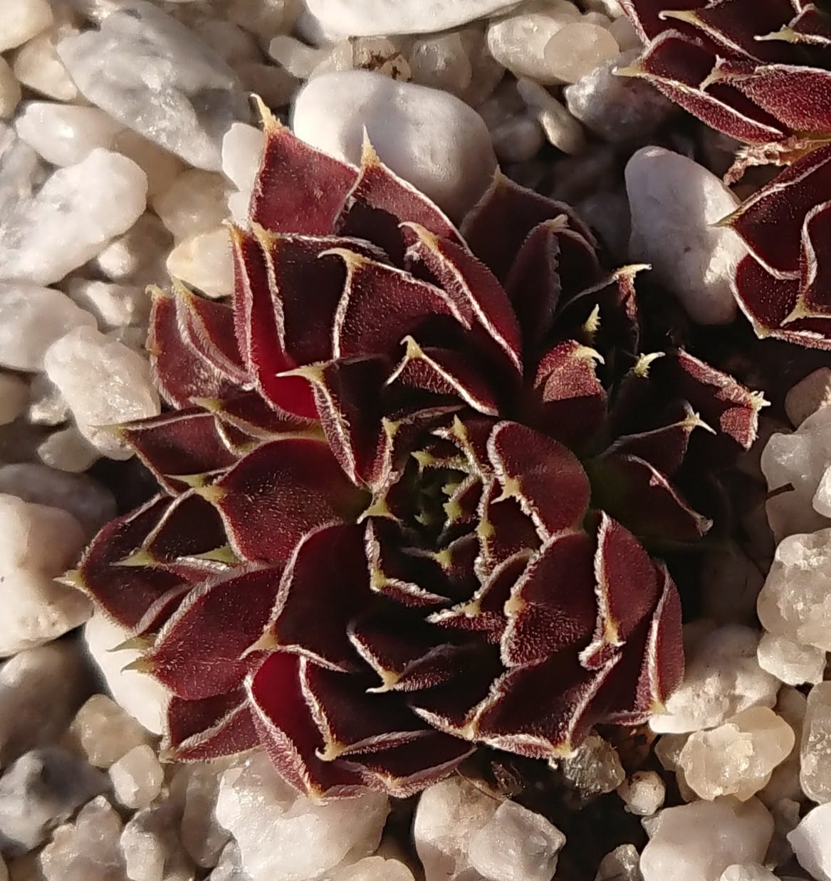Korspelse Gipsy Rose