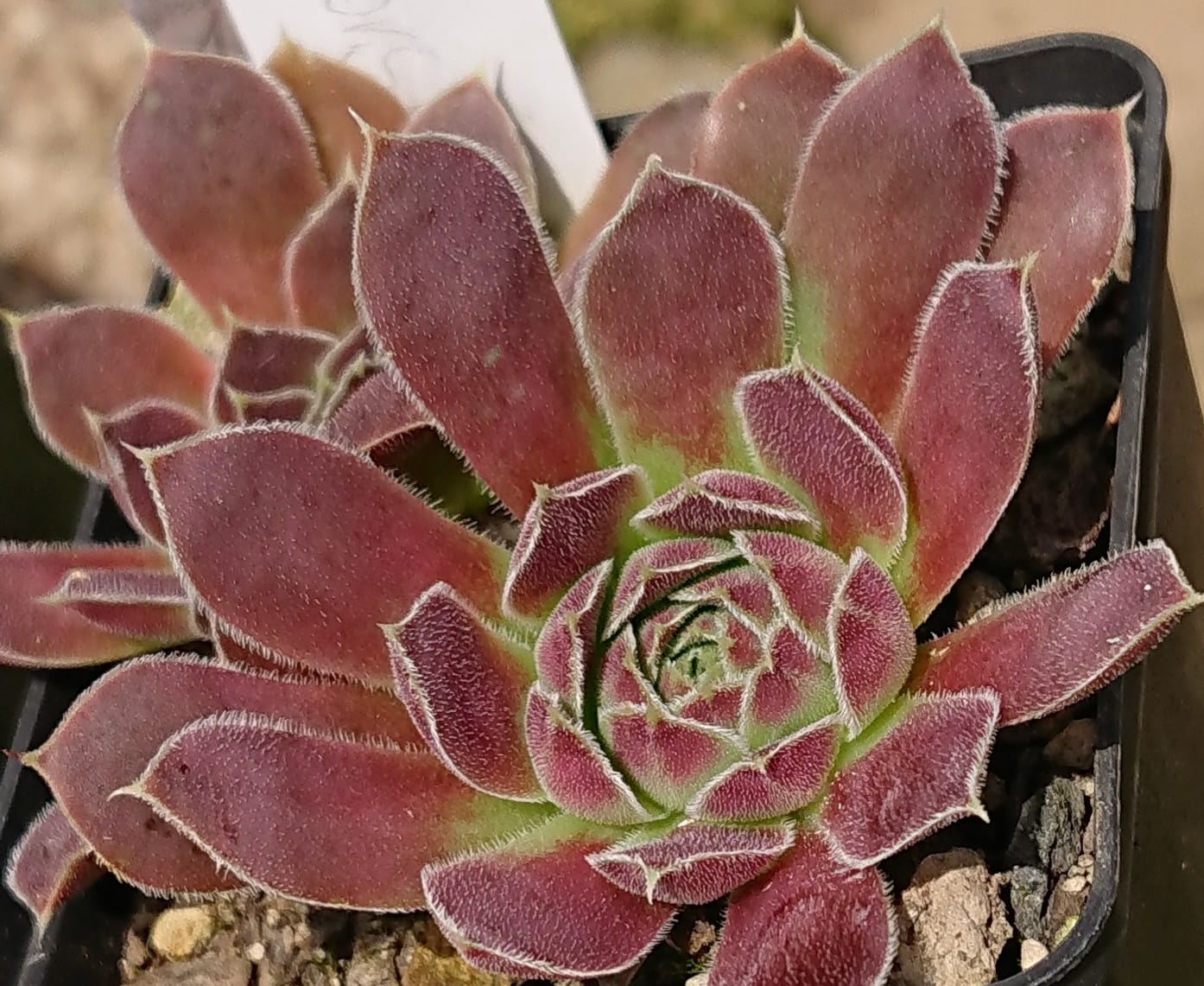 Korspelse Gipsy Rose