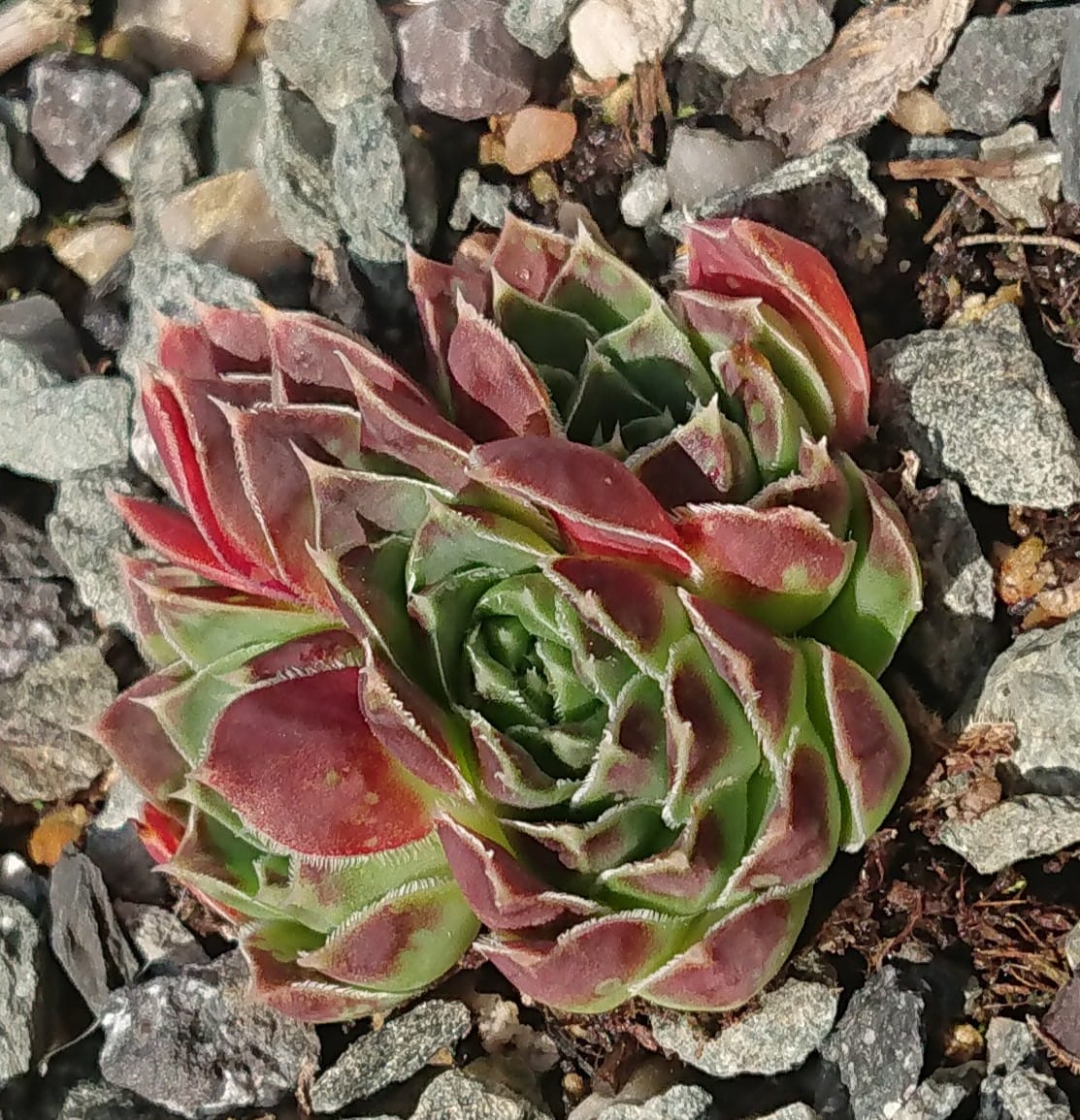 Kronos