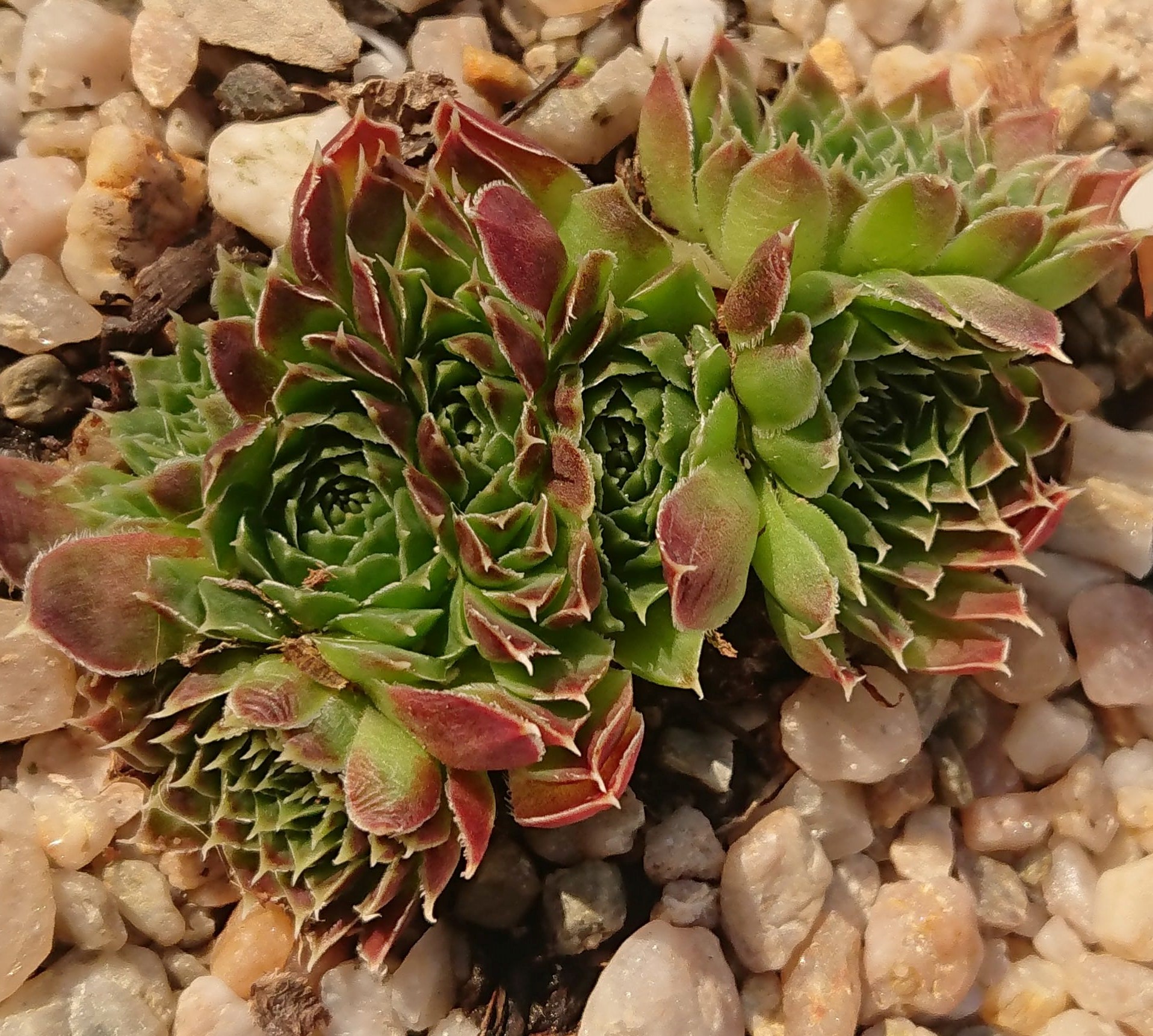 Lettara