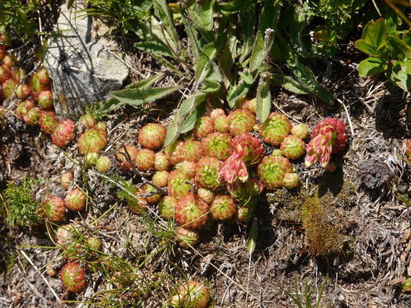 globiferum ssp. arenarium from Klomnock