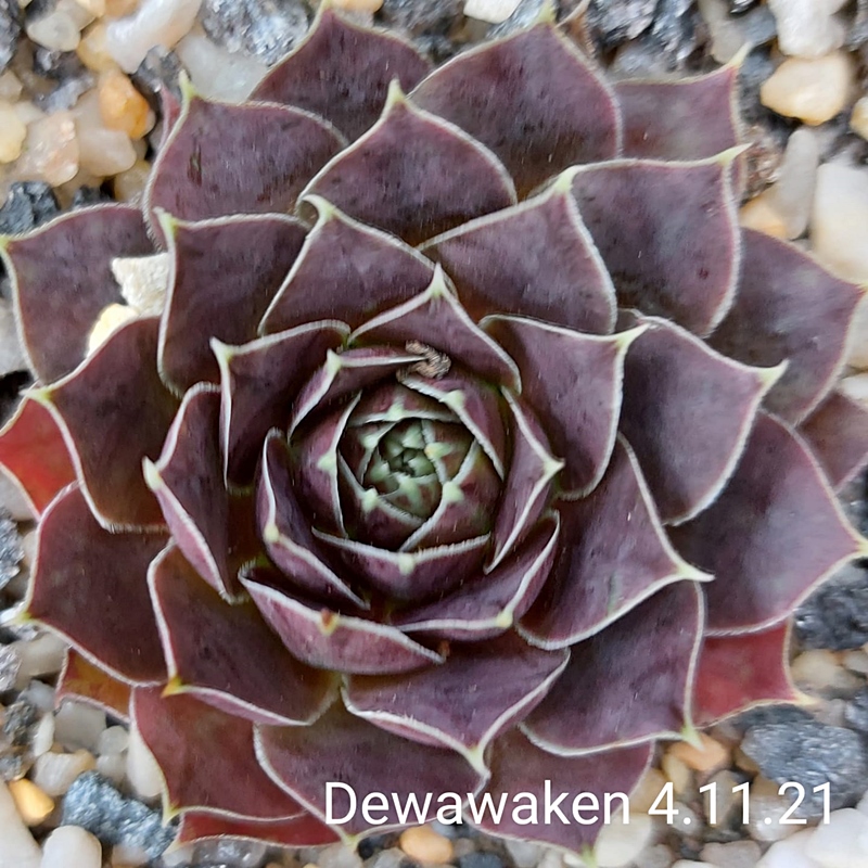 Dewawaken / Jovi