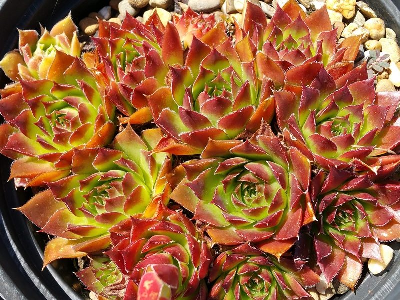 Filigreen / Jovi