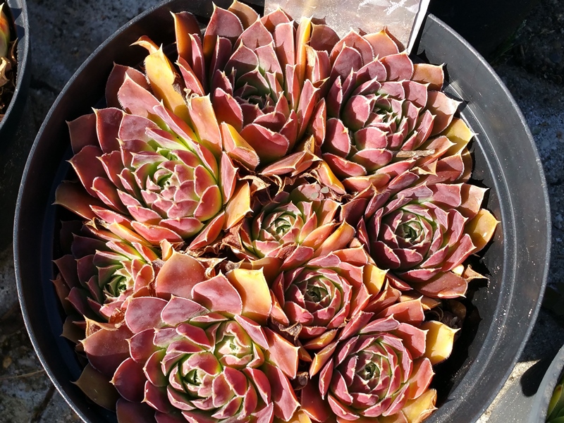 Fleur / Jovi