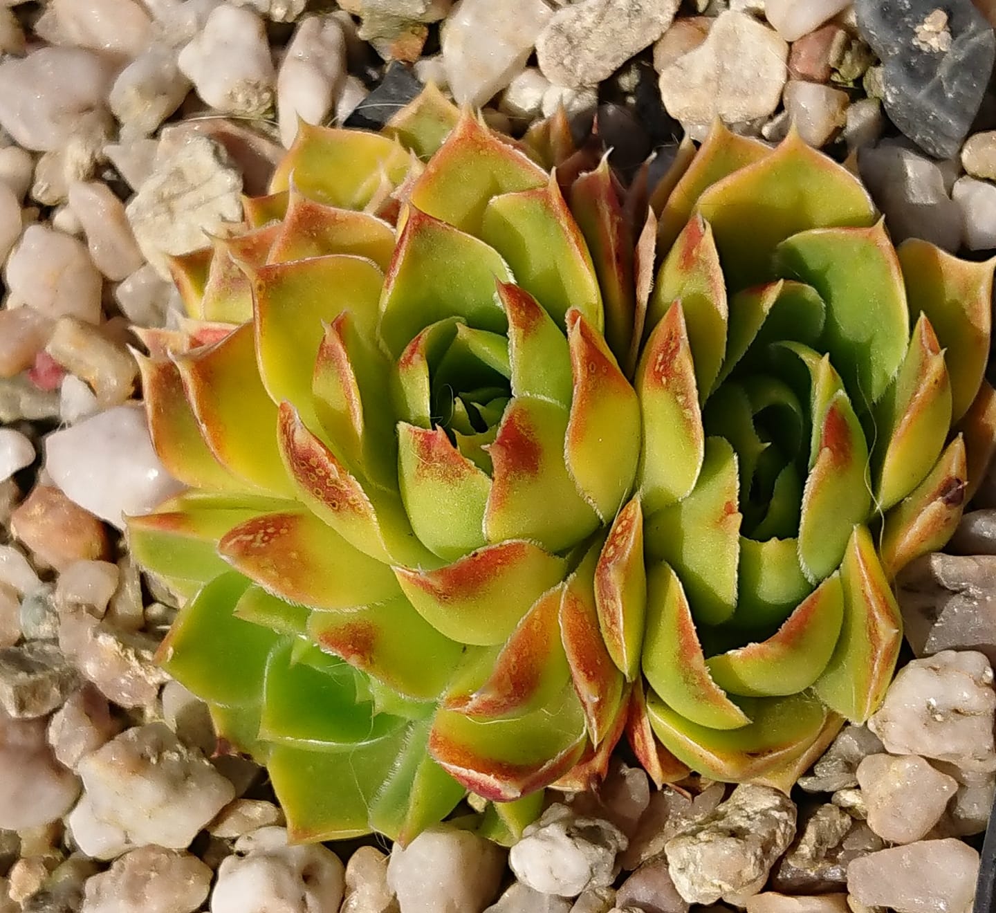 Gold Flame