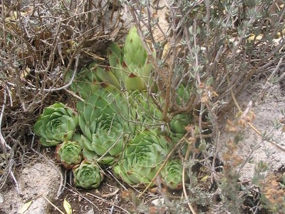 Calcareum