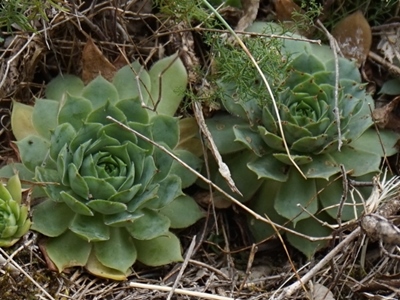rectorum from sarcatal