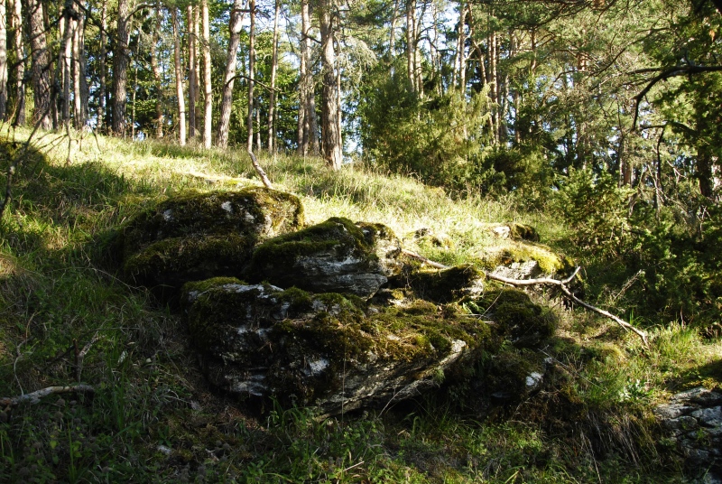 globiferum ssp. globiferum from Rabí (Líšná)