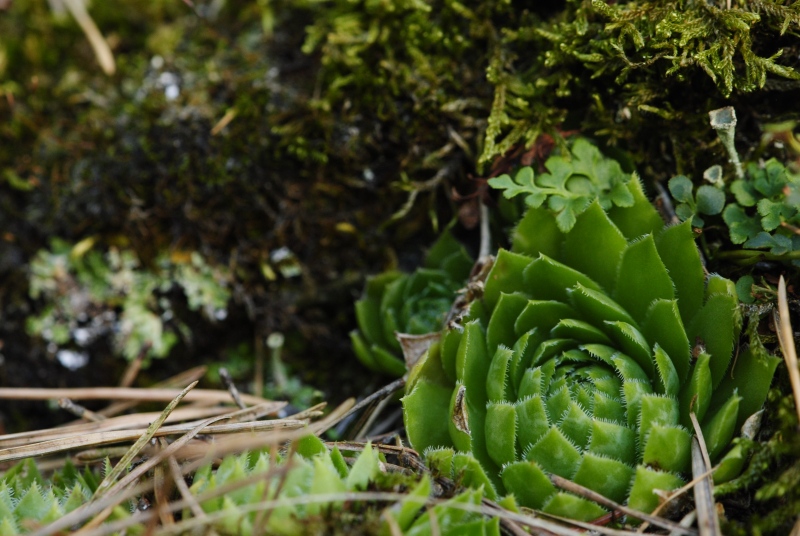 globiferum ssp. globiferum from Rabí (Líšná)