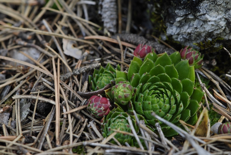 globiferum ssp. globiferum from Rabí (Všech svatých, Kapelle)