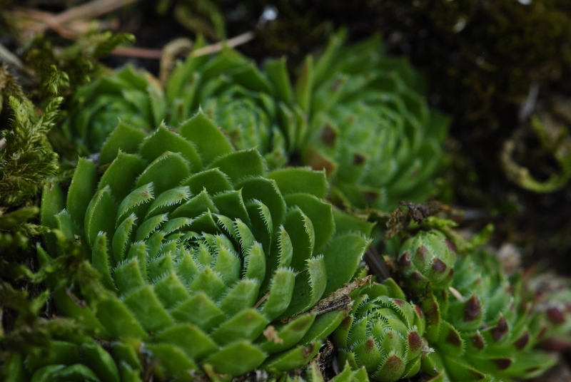 globiferum ssp. globiferum from Rabí (Líšná)