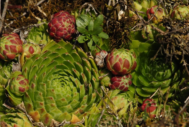 globiferum ssp. globiferum from Rabí (Březina SW)
