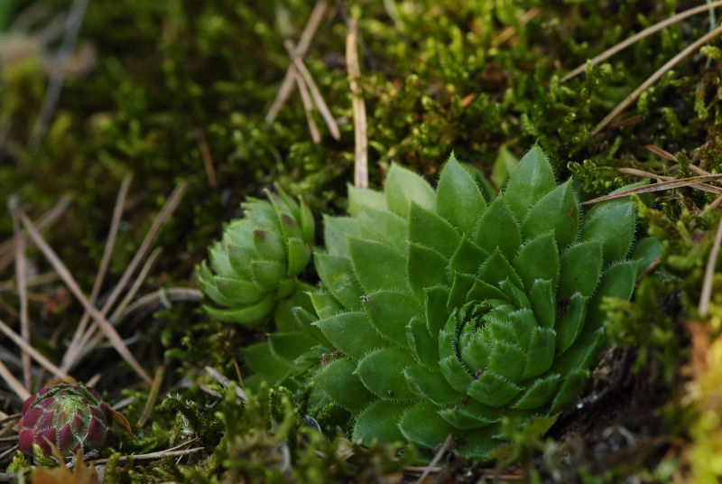 globiferum ssp. globiferum from Rabí (Líšná)