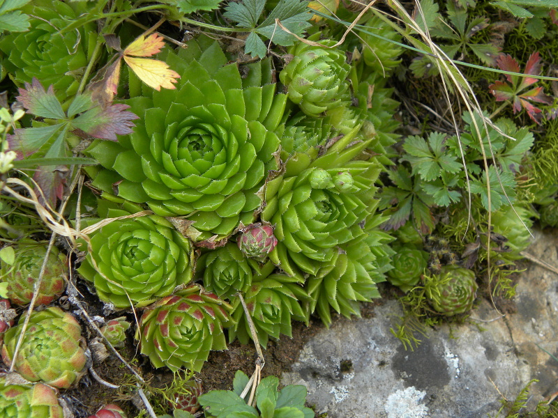 Reisebericht: Lipovec, Velká Dohoda
